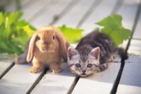 Кролики — это не только ценный мех... в Бернардацци